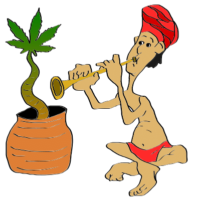 is marijuana legal in India