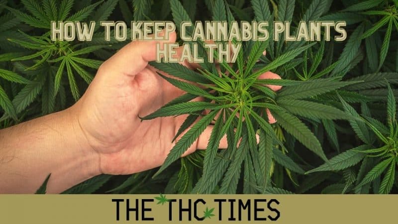 How To Keep Cannabis Plants healthy