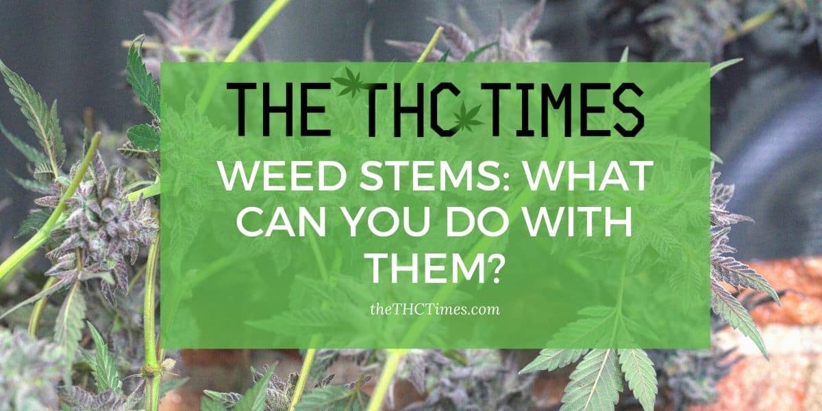 Weed Stems: What Can You Do With Them?